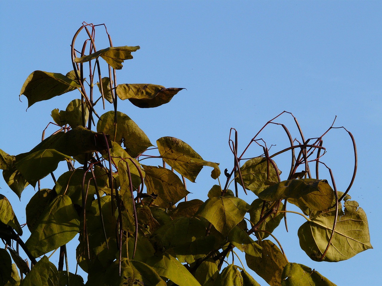 Katalpa 'Nana' s kompaktní kulovitou korunou v menší zahradě.