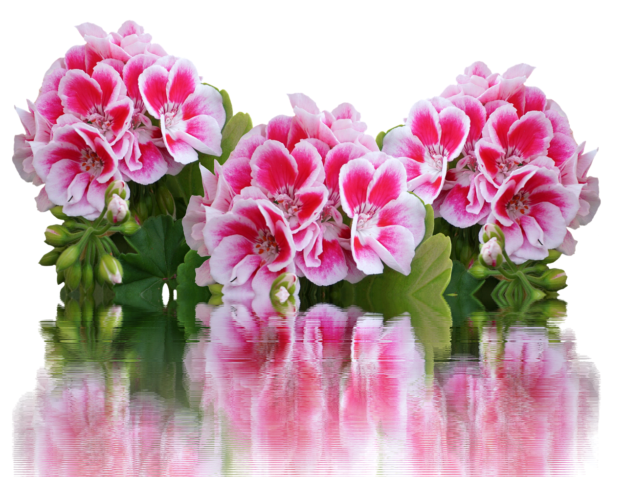 Muškáty na slunném balkóně v jarní den