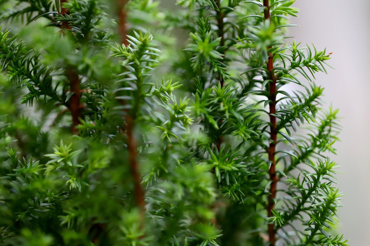 Neopadavý keř pěstovaný na kmínku jako malý stromek na terase.