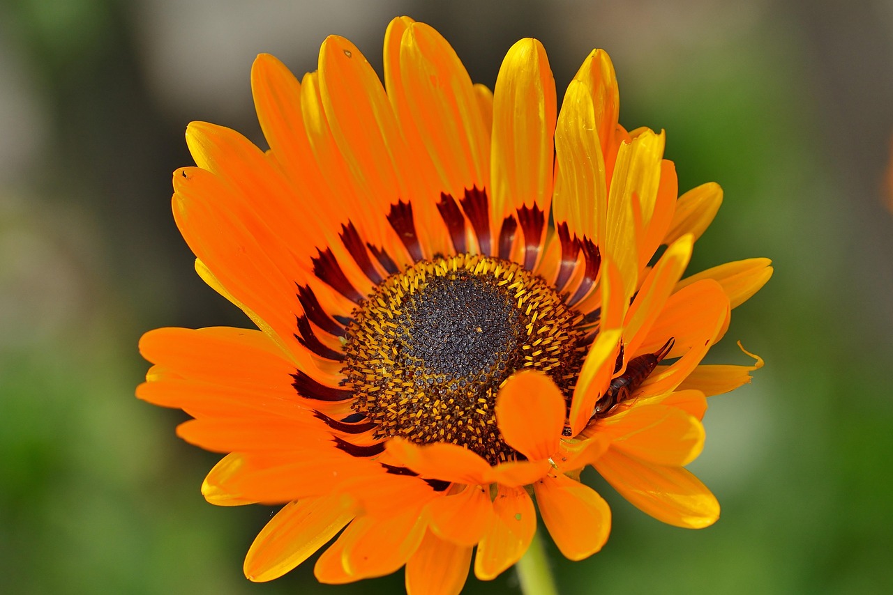 Škvor obecný hodující na mšicích v zahradě