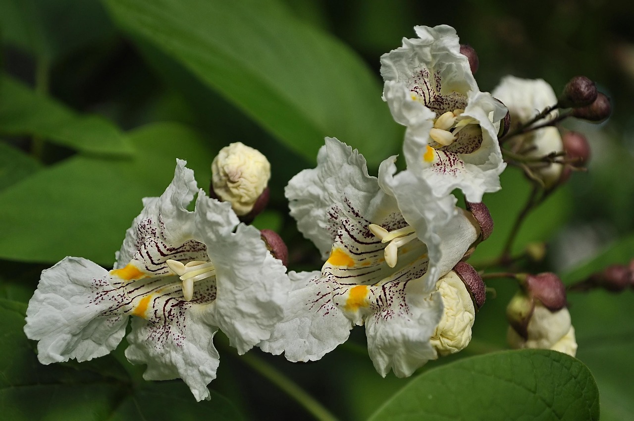 Detailní záběr na list katalpy napadený mšicemi.