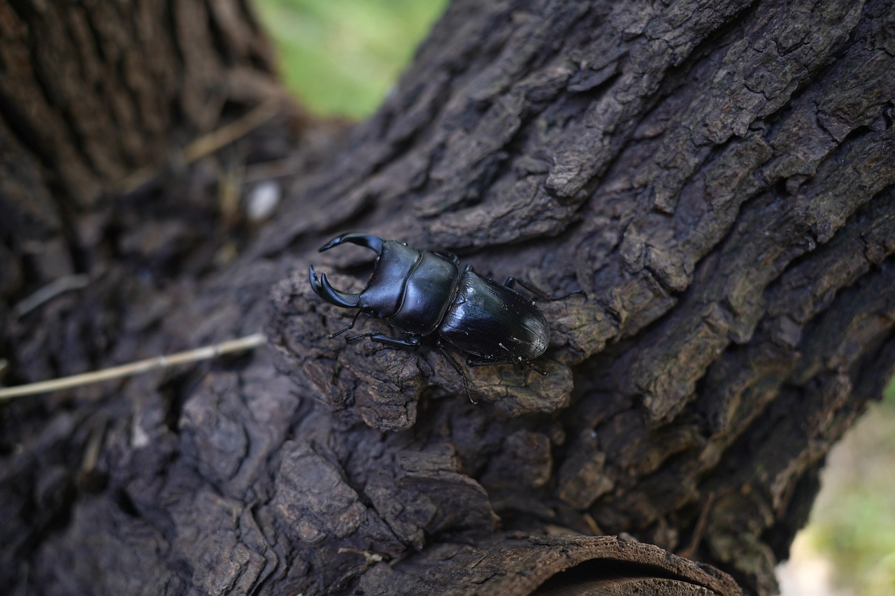 Různé velikosti sazenic katalpy v zahradním centru připravené k prodeji.