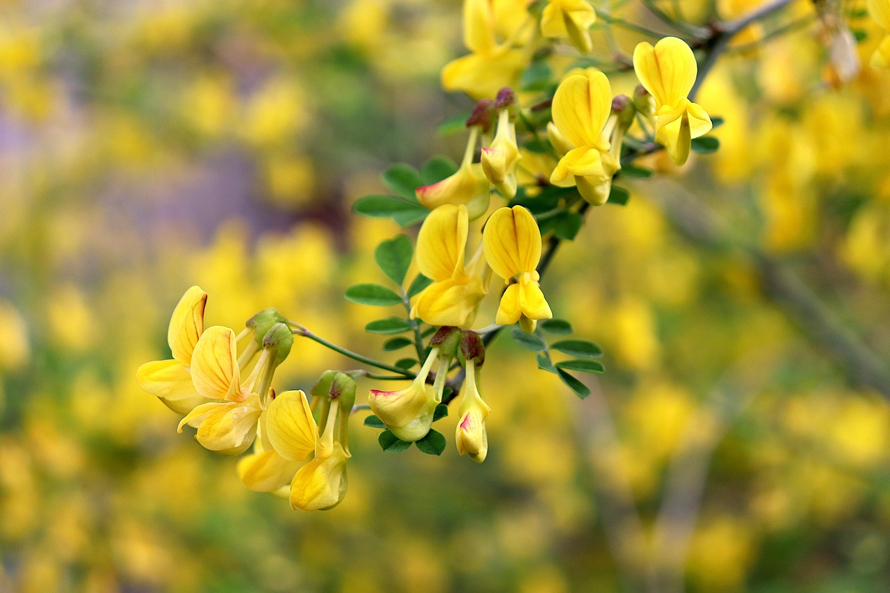 Rodina Senny na pietním místě nebo události