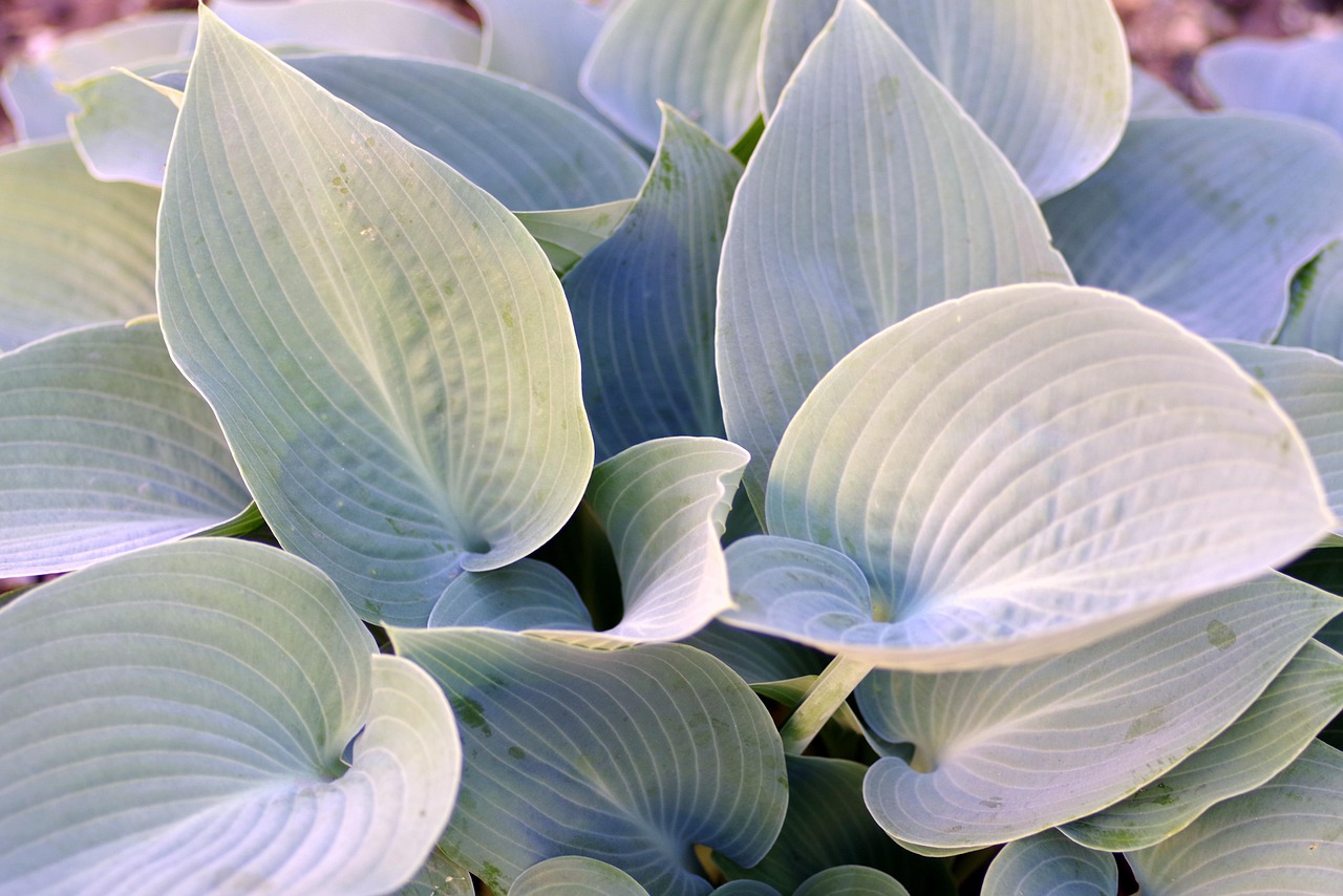 Žena drží tablet a hledá slevové kupóny online.